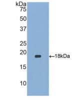 HBEGF / HB EGF Antibody (aa21-160)