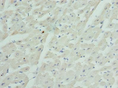 GJA4 / CX37 / Connexin 37 Antibody