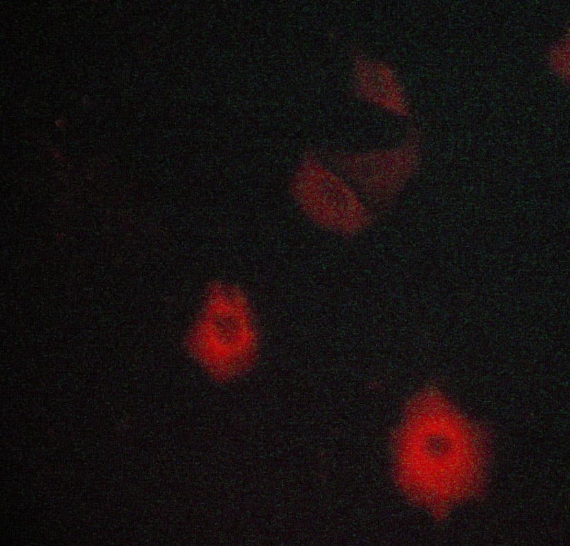 c-Met Antibody
