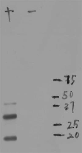 mCherry Antibody (clone 1C51)