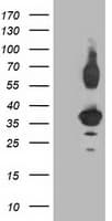 PLEKHA3 Antibody (clone OTI6E4)
