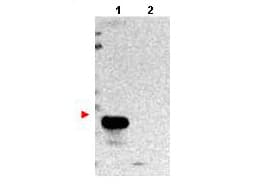 IHC-plus™ TMBIM1 Antibody