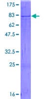 Human SHMT / SHMT2 Protein (Recombinant GST, N-terminus)