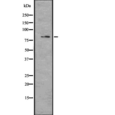 MAGED4 Antibody