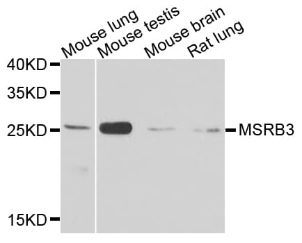 Polyclonal Rabbit anti-Human MSRB3 Antibody (IHC, WB)