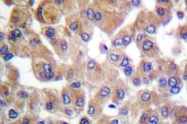 Polyclonal Rabbit anti-Human TGFB1 / TGF Beta 1 Antibody (Tyr369, IHC, IF, WB)