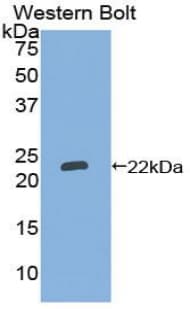 LAT2 / NTAL Antibody (aa32-192)