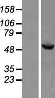 Human HSPBAP1 Protein (Over-Expression Lysate Myc-DDK (Flag))
