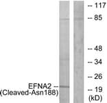 EFNA2 / Ephrin A2 Antibody (aa139-188)