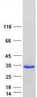 Human RIPPLY3 / DSCR6 Protein (Recombinant Myc-DDK (Flag))