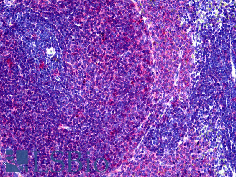 IHC-plus™ MHC Class II RT-1B Antibody (clone OX-6)