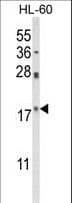 PIN1 Antibody (aa30-56)
