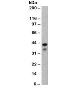 Monoclonal Mouse anti-Human KRT19 / CK19 / Cytokeratin 19 Antibody (clone BA17, IHC, IF, WB)