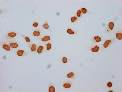 Polyclonal Rabbit anti-Human H2AFZ / H2A.z Antibody (IF, WB)