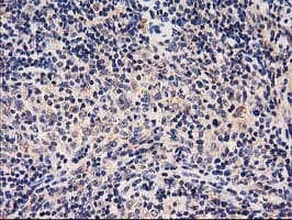 HARS2 Antibody (clone OTI6F9, Carrier-free)