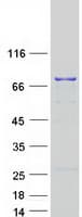 Human DHX58 / LGP2 Protein (Recombinant Myc-DDK (Flag))