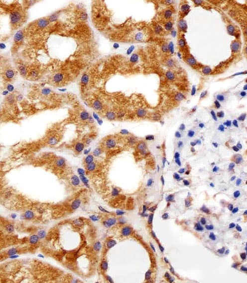 Monoclonal Mouse anti-Human RPS6 / Ribosomal Protein S6 Antibody (clone 981CT2.1.1, N-Terminus, IHC, IF, WB)