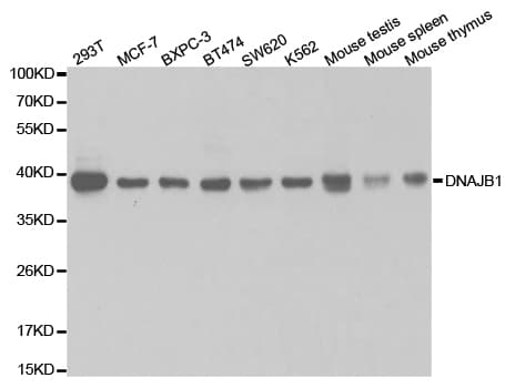 Polyclonal Rabbit anti-Human DNAJB1 / Hsp40 Antibody (IHC, IF, WB)