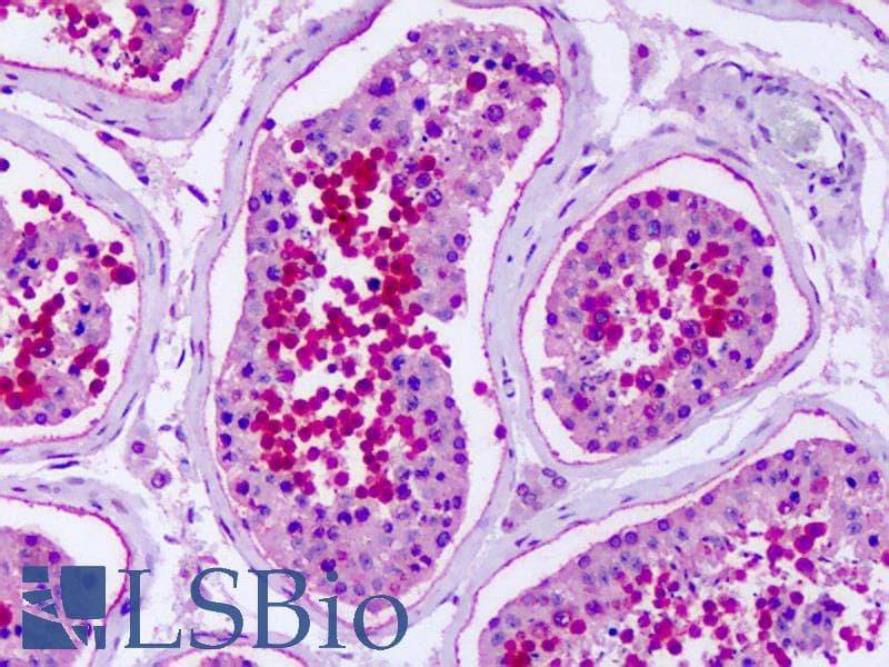 IHC-plus™ GPR75 Antibody (3rd Cytoplasmic Domain)