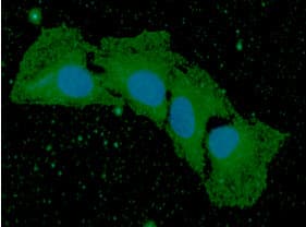 BMP8B Antibody (clone AT13E6)