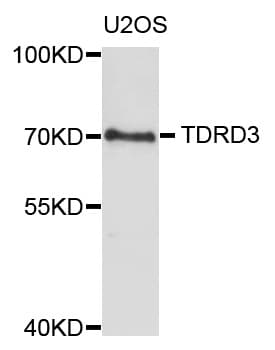 TDRD3 Antibody