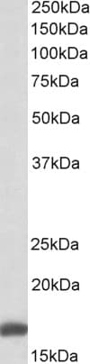 Polyclonal Goat anti-Human RPS19 / Ribosomal Protein S19 Antibody (aa111-122, IHC, WB)