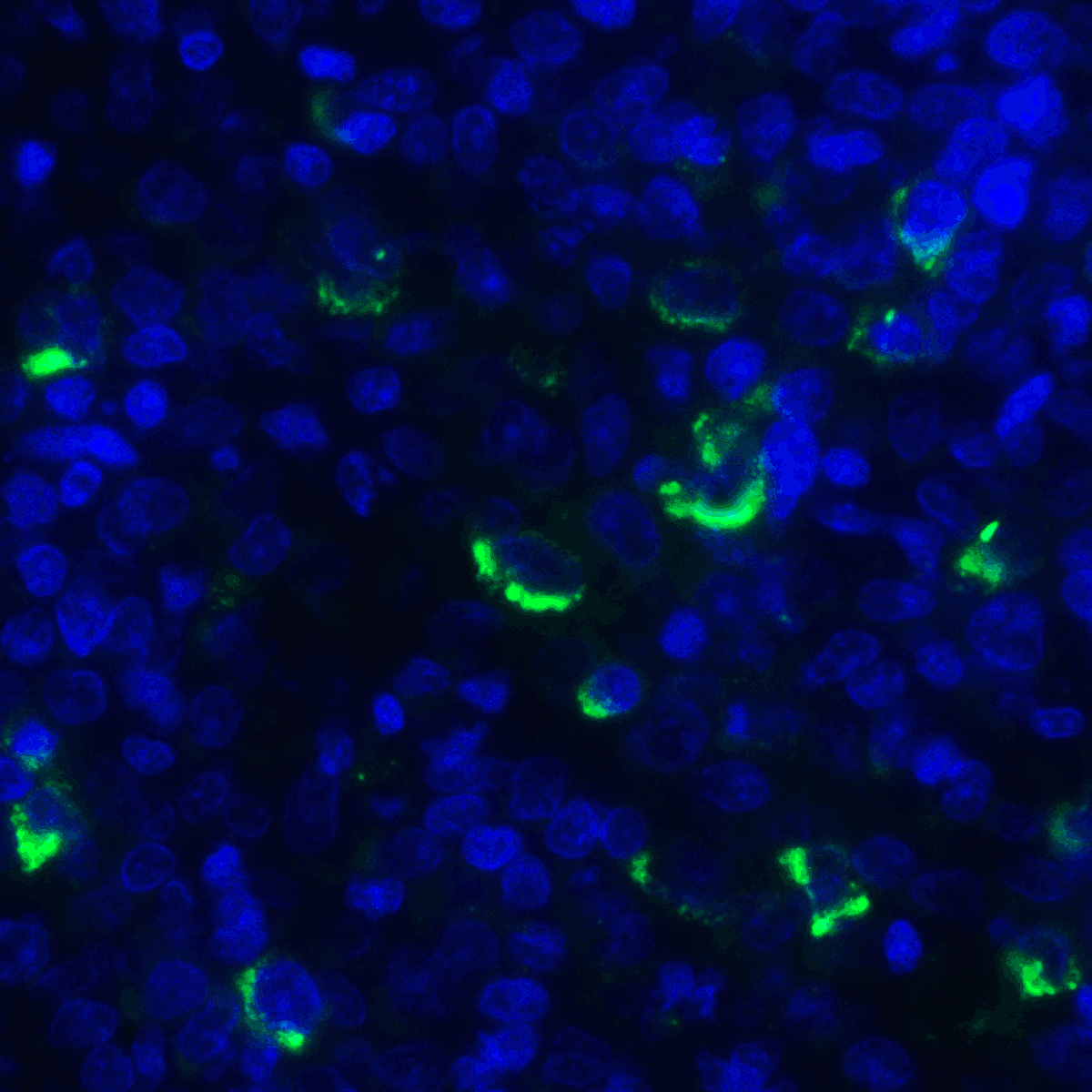 TNFSF14 / LIGHT Antibody (clone 7B9F12)