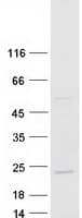 Human MYD118 / GADD45B Protein (Recombinant Myc-DDK (Flag))