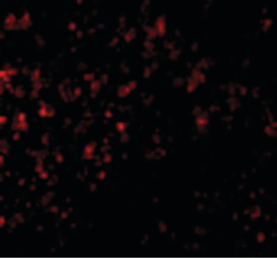 IHC-plus™ Polyclonal Rabbit anti-Human GPR3 Antibody (IHC, IF, WB)