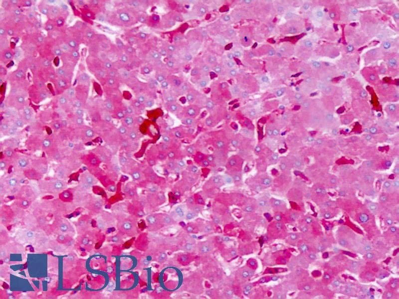 SIPR3 / EDG3 / S1P3 Antibody (aa201-250)