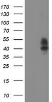 Monoclonal Mouse anti-Human LRRC25 Antibody (clone OTI3B6, WB)