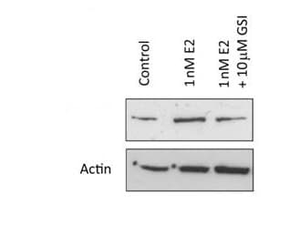 NOTCH1 Antibody (N-Terminus)