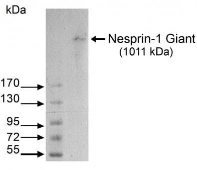 Monoclonal Mouse anti-Human SYNE1 / Nesprin 1 Antibody (clone MANNES1A(7A12), IF, WB)