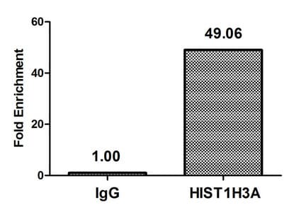 Polyclonal Rabbit anti-Human HIST1H3A Antibody (IF)