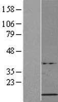 HIST1H4B Protein (Over-Expression Lysate Myc-DDK (Flag))