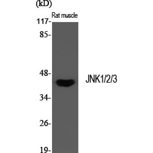 JNK1+2+3 Antibody (120-200 aa)