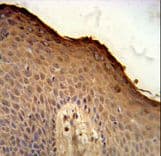 Polyclonal Rabbit anti-Human ISM1 Antibody (aa435-464, IHC, WB)