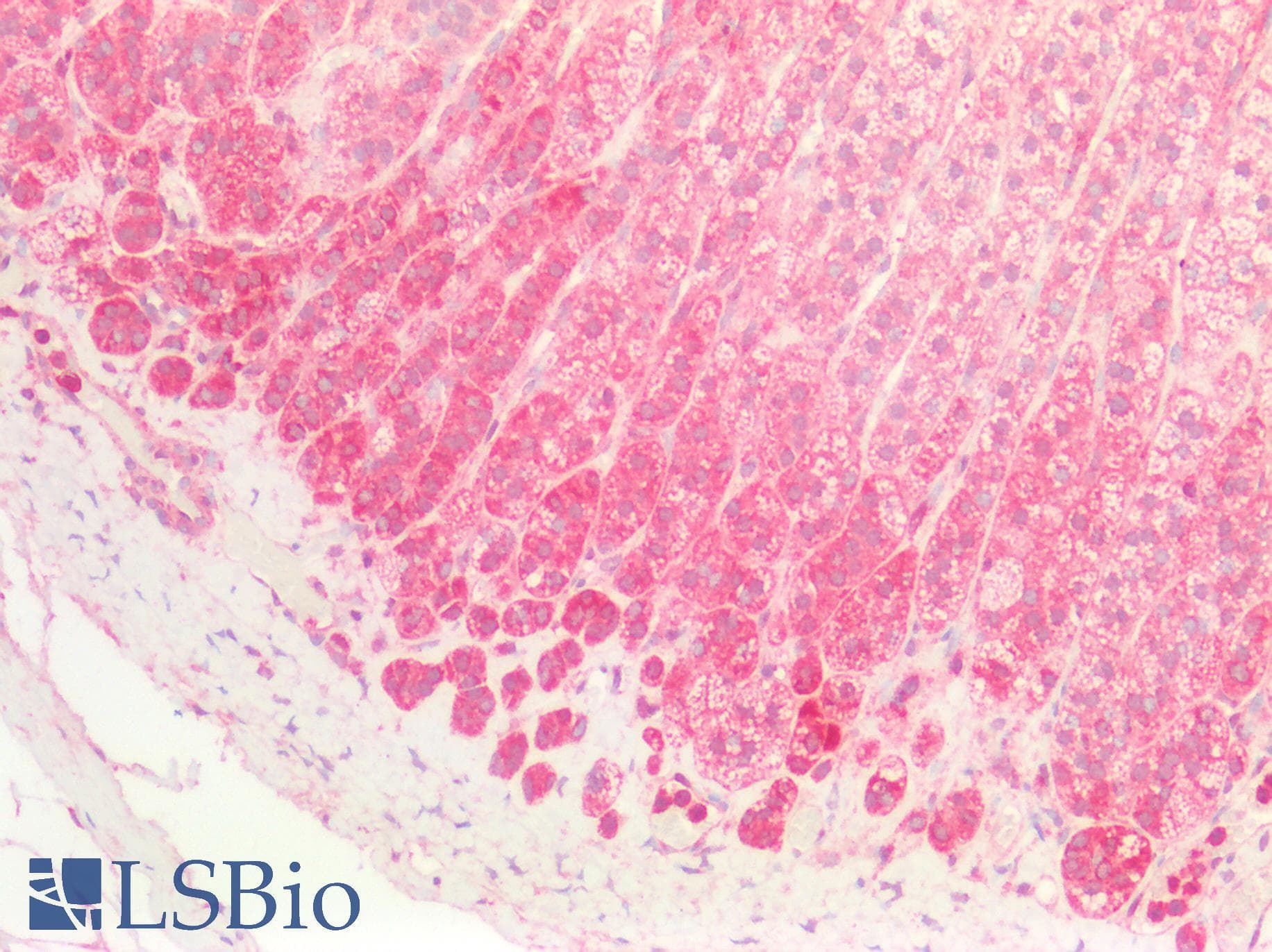 IHC-plus™ CD95 / FAS Antibody