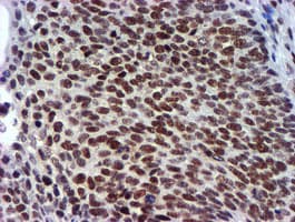 USP7 / HAUSP Antibody (clone OTI1F12, Carrier-free)