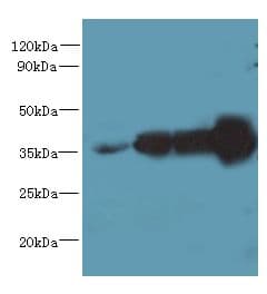 WDR61 Antibody