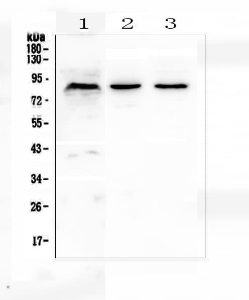 CUL2 / Cullin 2 Antibody