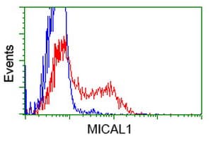 MICAL1 / MICAL Antibody (clone OTI5C3, Carrier-free)