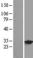 PHAP1 / ANP32A Protein (Over-Expression Lysate Myc-DDK (Flag))