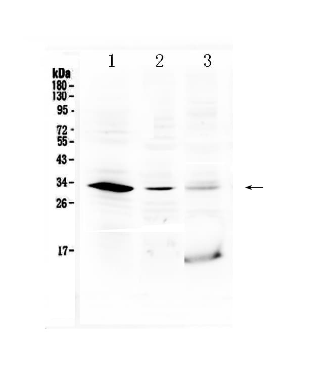 HOXB1 Antibody