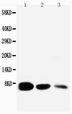 EGF Antibody (aa1013-1029)