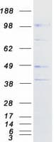 Human CLCA2 Protein (Recombinant Myc-DDK (Flag))