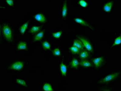Pirin / PIR Antibody