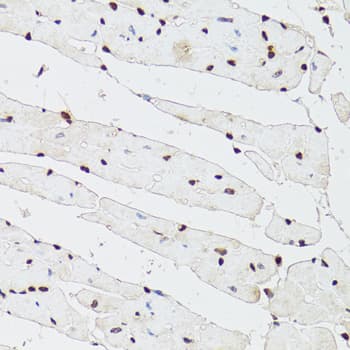 CDX2 Antibody