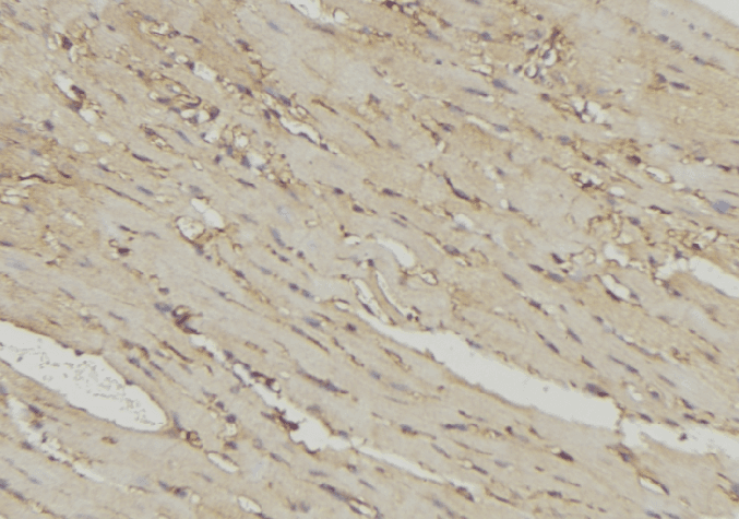 Polyclonal Rabbit anti-Human MRPL54 Antibody (IHC, IF, WB)