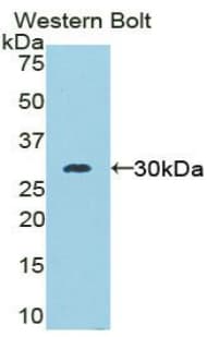 MSN / Moesin Antibody (aa353-577, APC)